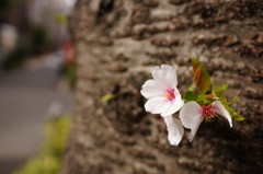 桜