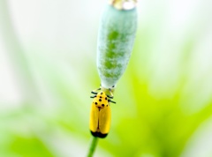 バナナ虫