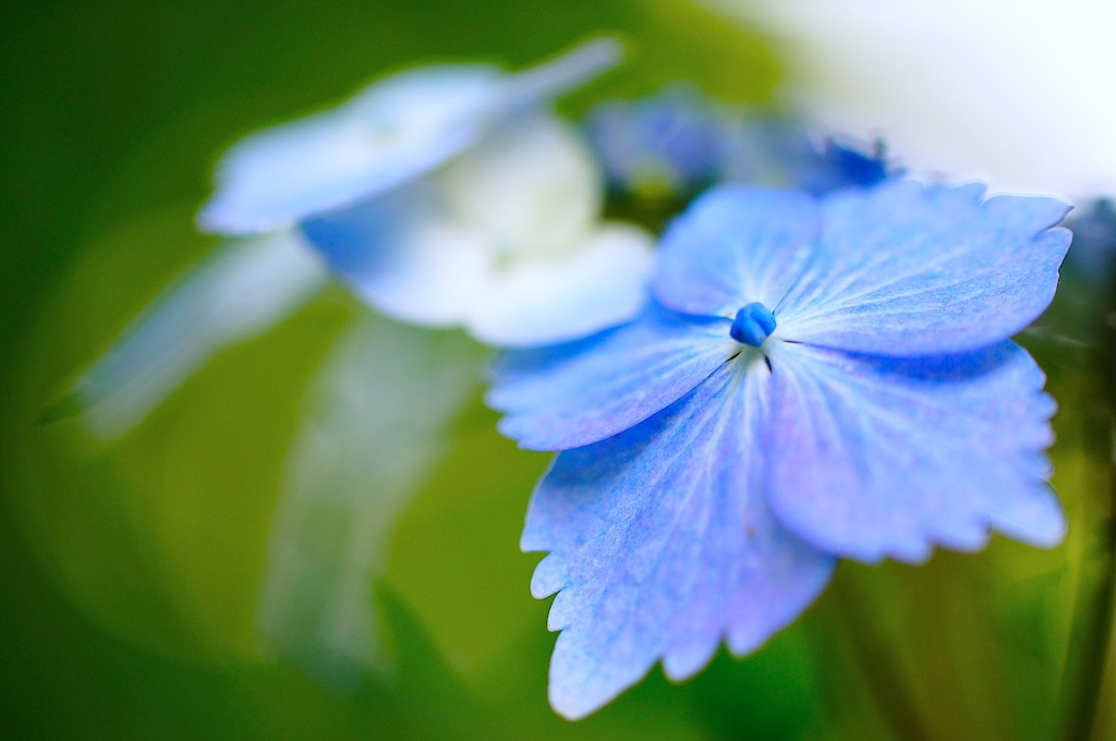 青い紫陽花