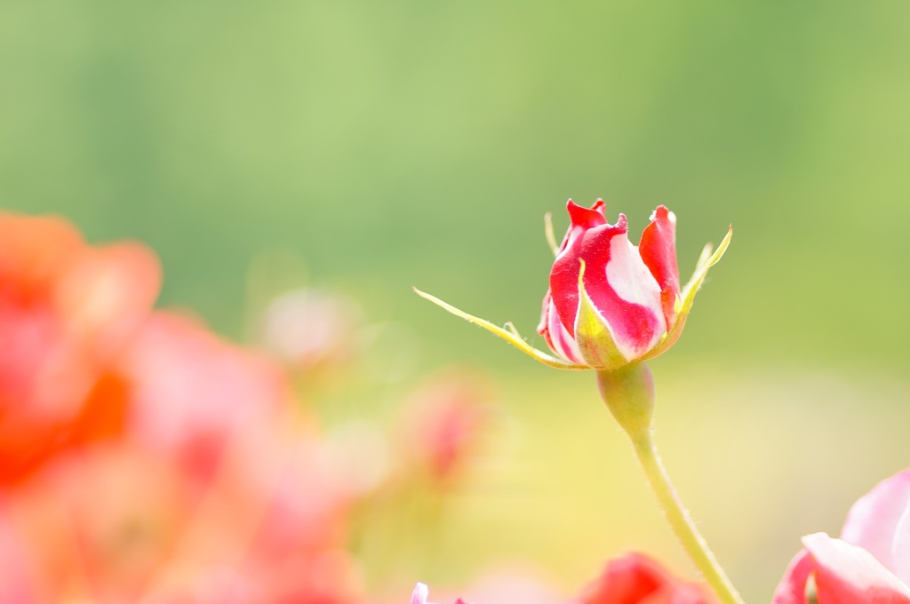 紅白のバラのつぼみ