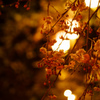 夜桜@2015#01