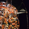 金魚鉢