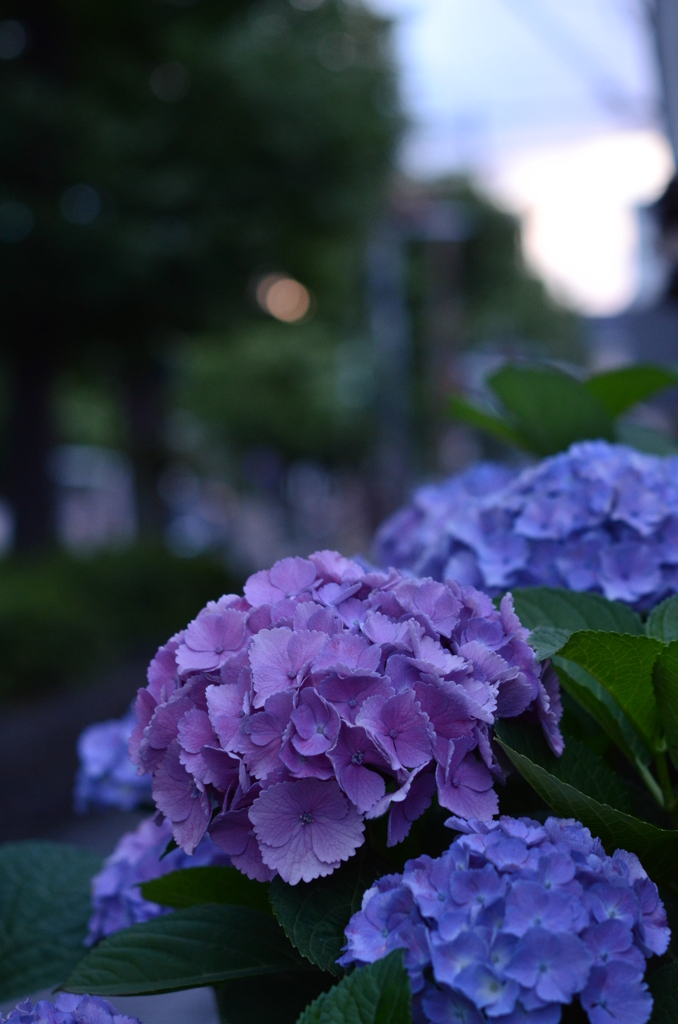 梅雨の華