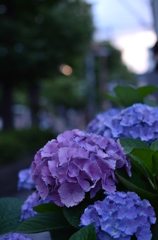 梅雨の華