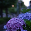 梅雨の華