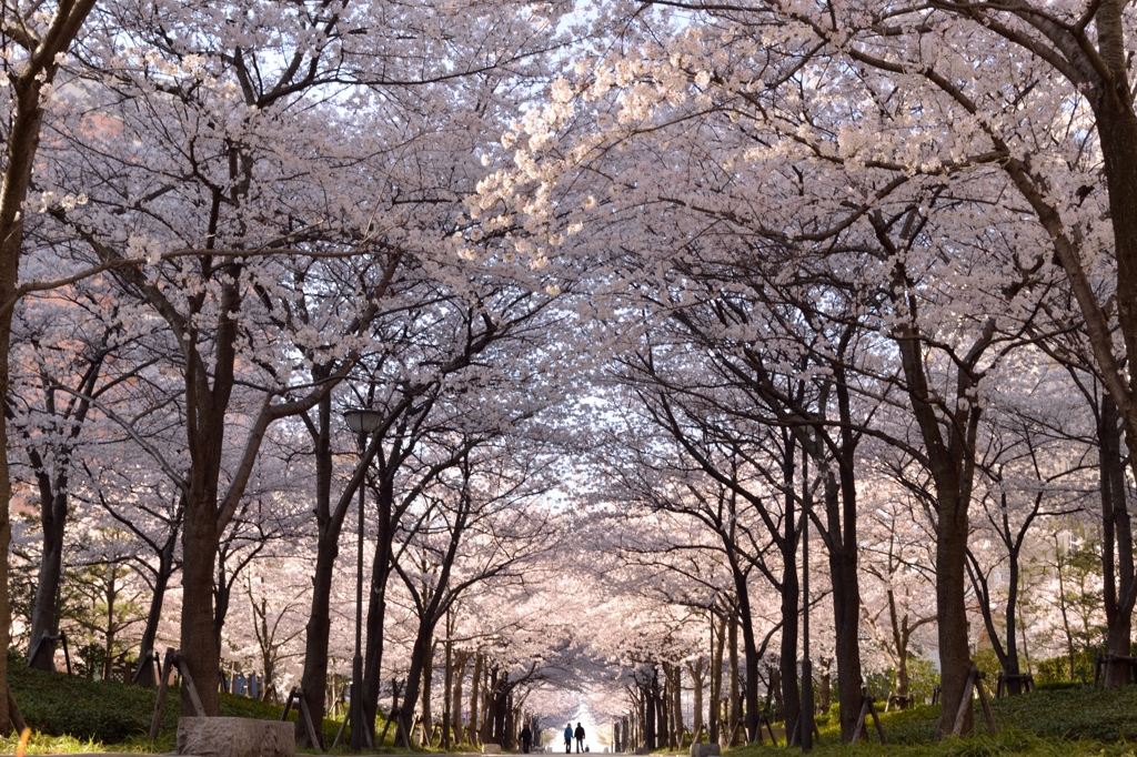 桜のトンネル