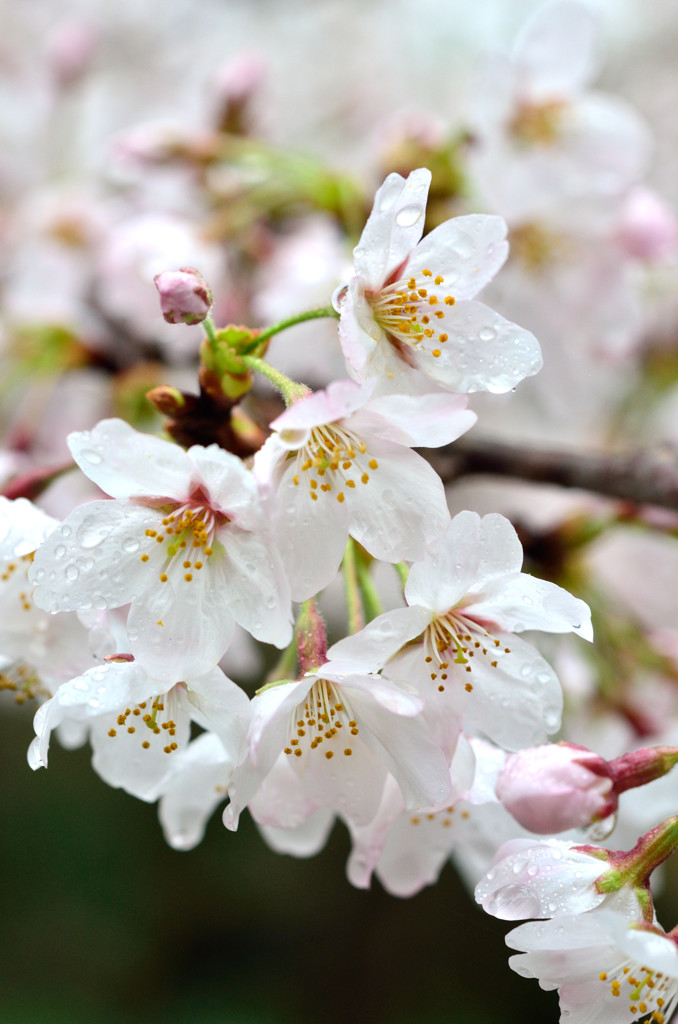 sakura ♥ Love