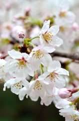 sakura ♥ Love