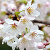 sakura ♥ Love