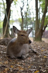 奈良公園の鹿