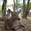 奈良公園の鹿