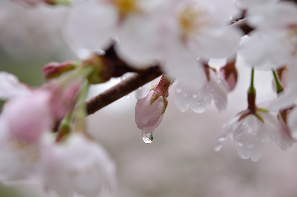 蕾と雫