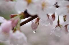 蕾と雫