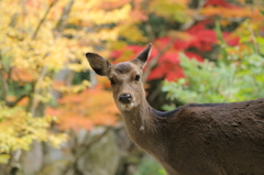 秋の宮島の鹿