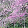 並木道