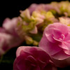 Hydrangeaの世界観