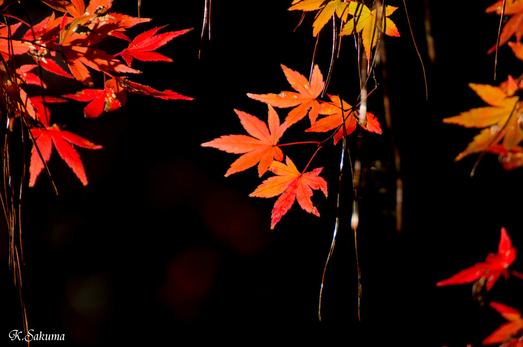 光を浴びて、紅く染まる