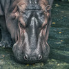 Hippopotamus