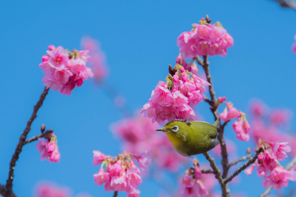 春を求めて