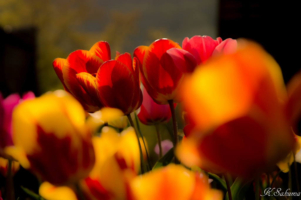 shining tulip