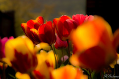 shining tulip