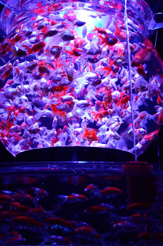Goldfish