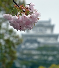 雨の桜