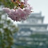 雨の桜