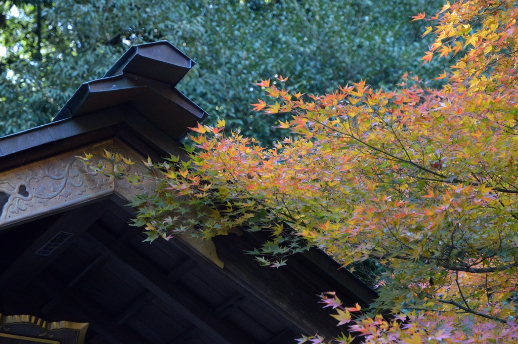 秋の野宮神社