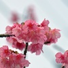 寒空に咲く