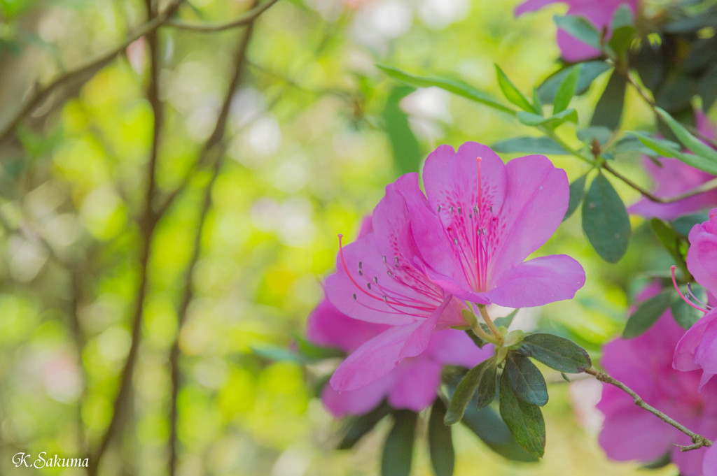 春を告げる花