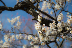 青空と紅梅を背に