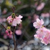 春の足音