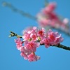 ソラ碧く