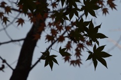 もみじ狩り