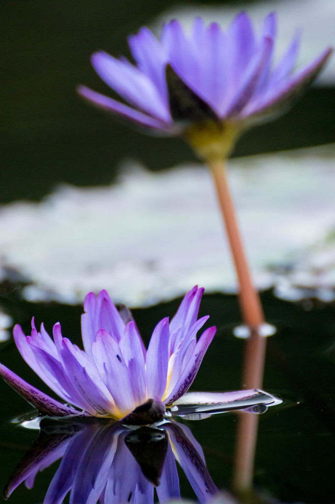 水上の華