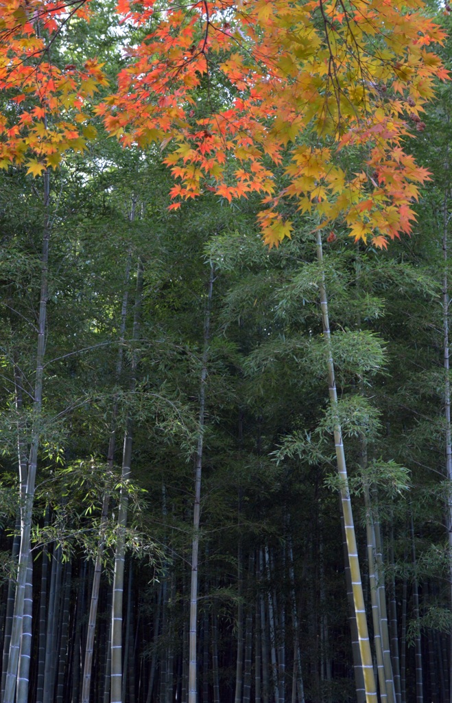 竹林ともみじ