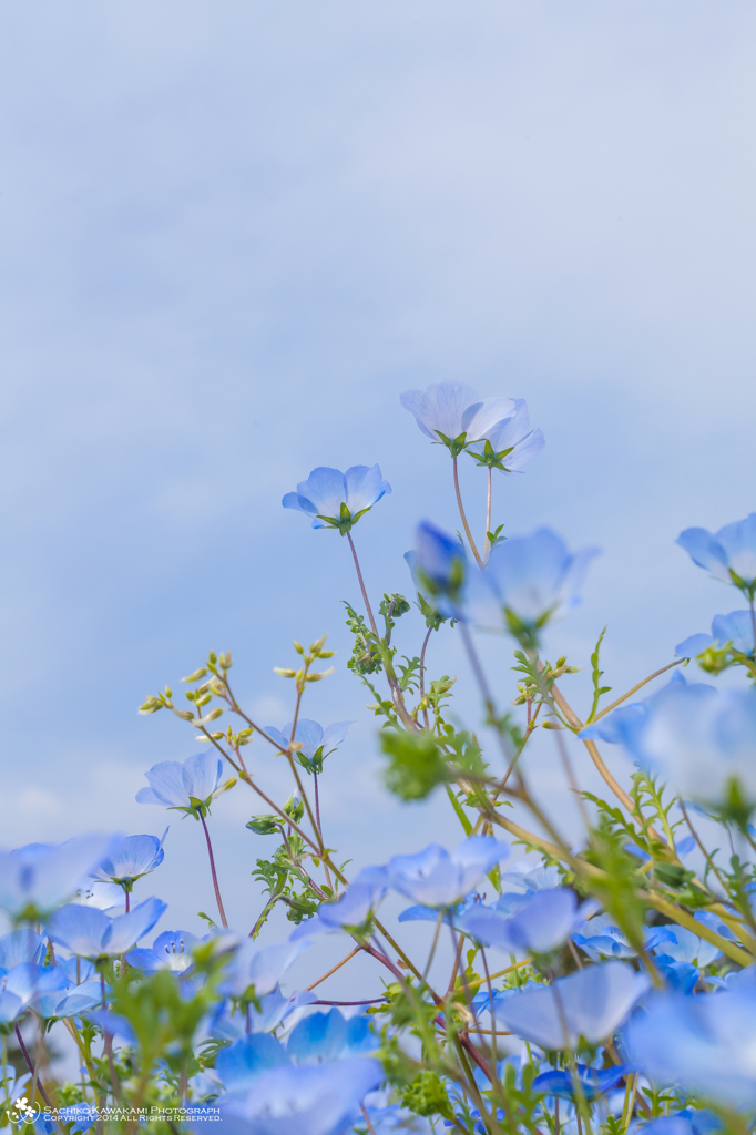BlueBlue