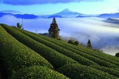 天空の茶畑。