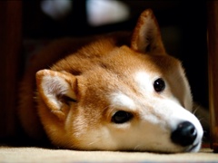 犬