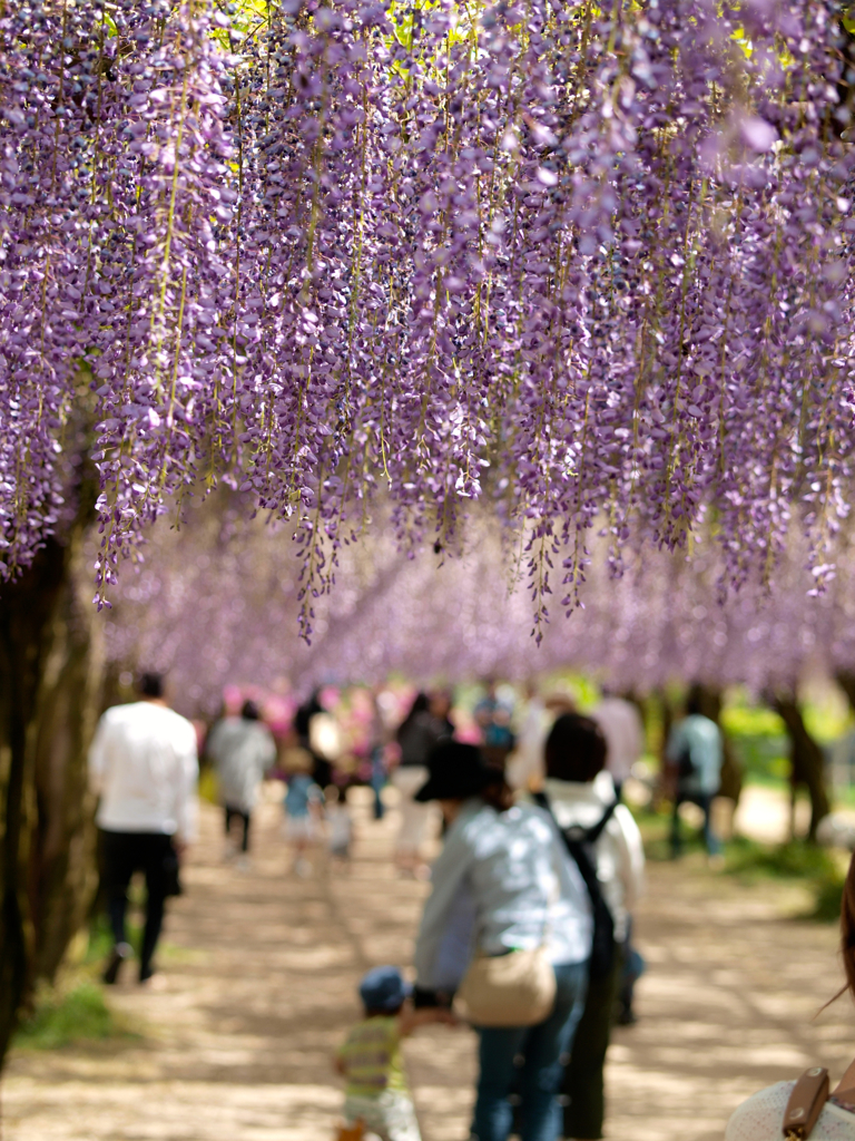 藤の花