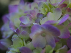 紫陽花