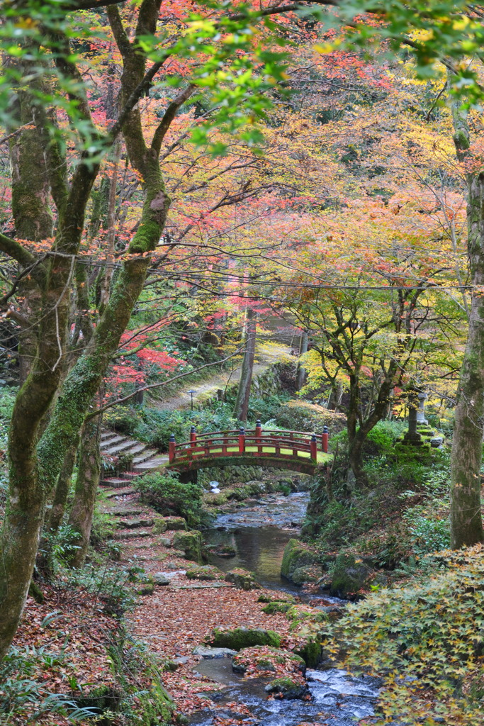 横蔵寺の紅葉 5