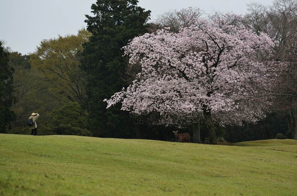 桜と鹿と撮影者