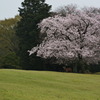 桜と鹿と撮影者