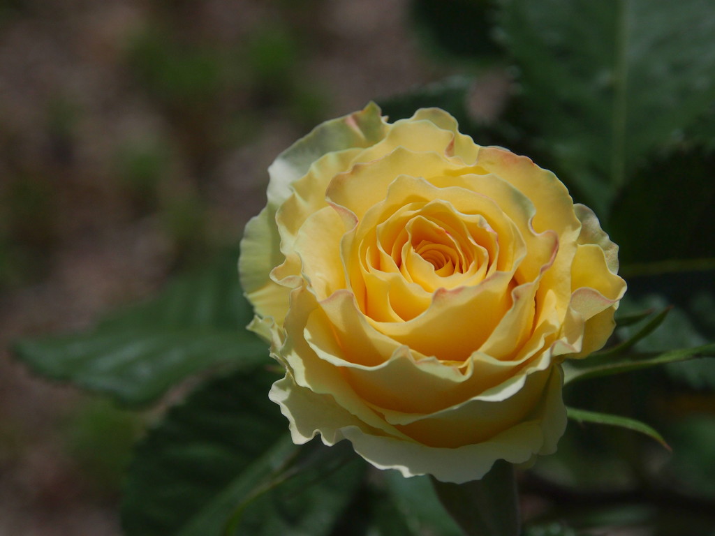 薔薇
