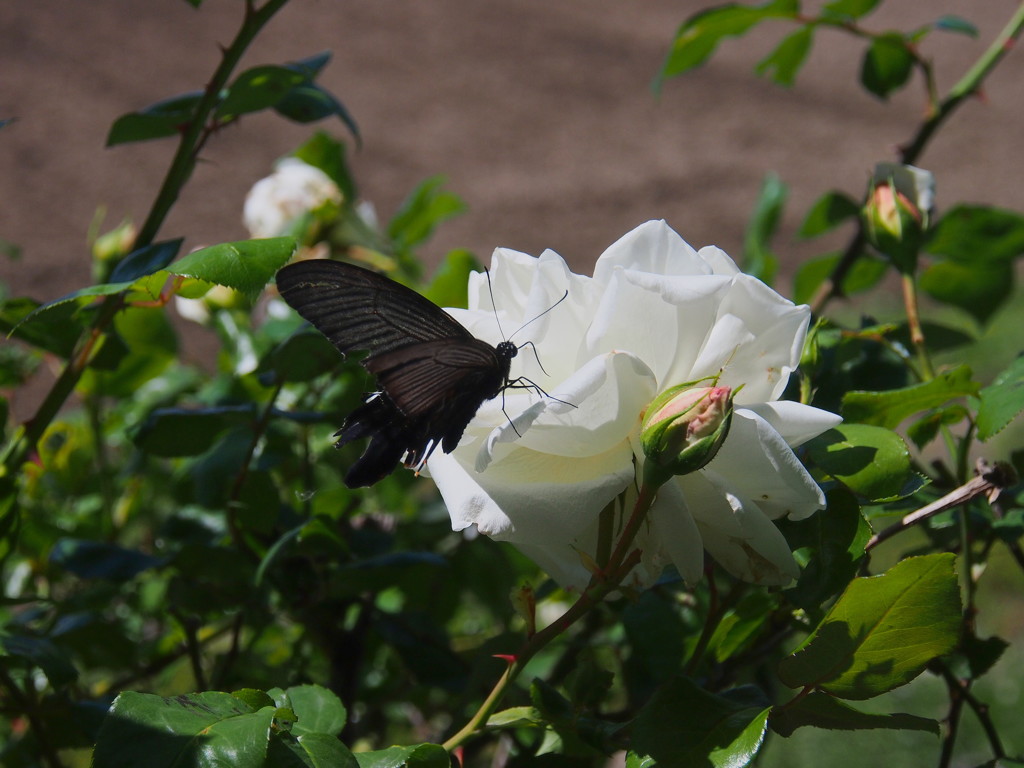 蝶と薔薇