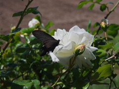 蝶と薔薇