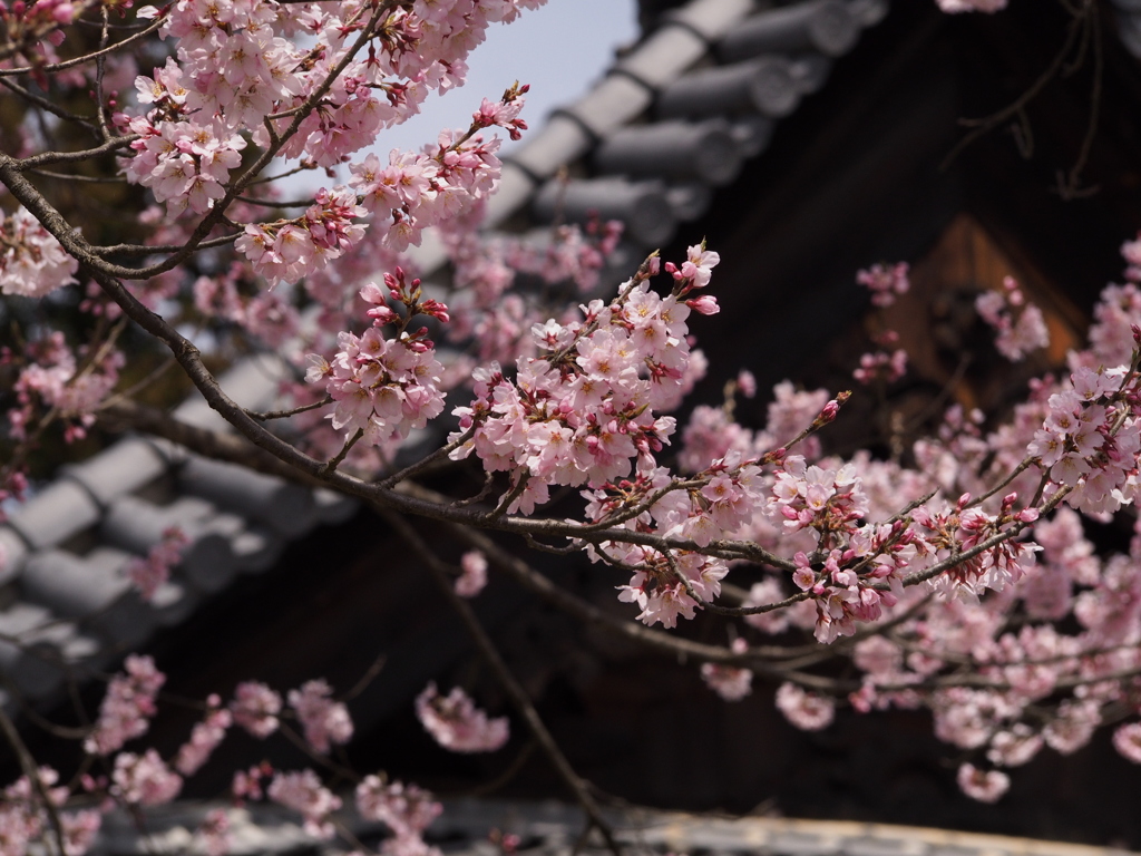 桜