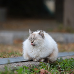 IMG_0477_i